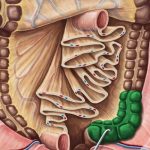 colon-sigmoid|Intestin gros