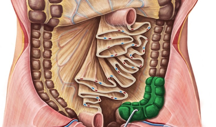 colon-sigmoid|Intestin gros
